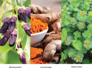 Image of Mucuna pruriens in the left, Curcuma longa in the middle, and Sedum roseum in the right. Ingredients used for Parkinson´s disease.